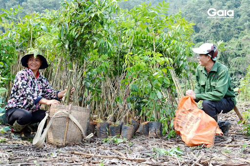 Sống đẹp góp xanh